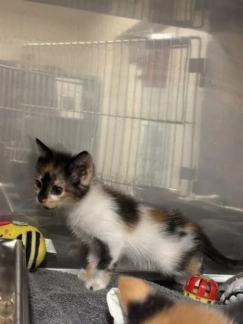 A baby small-sized female Domestic Short Hair cat named Latte for adoption in Albuquerque, NM