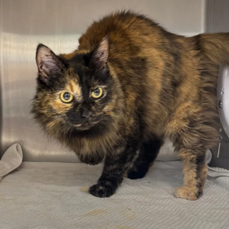 A senior medium-sized female Black Domestic Medium Hair cat named Cookie for adoption in Englewood, FL