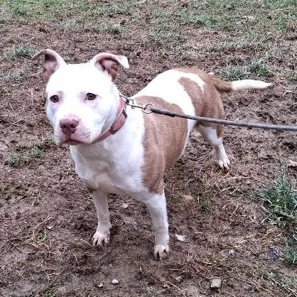 An adult medium-sized female Pit Bull Terrier dog named Luna for adoption in Philippi, WV
