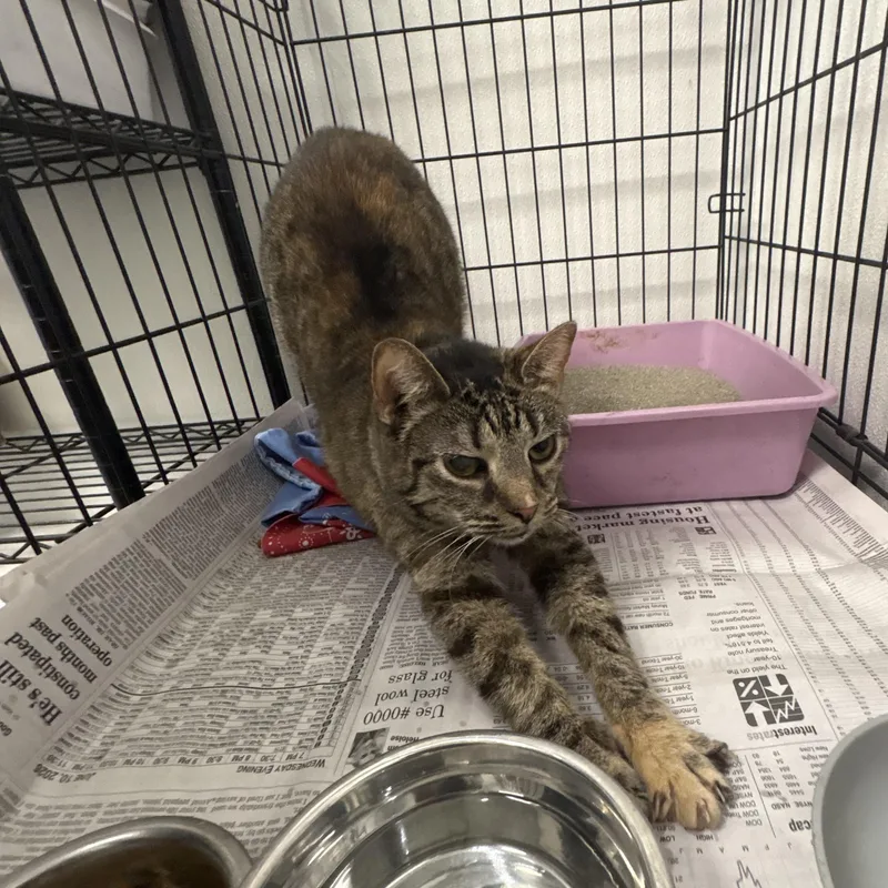 A senior large-sized female Tabby (Brown / Chocolate) Domestic Short Hair cat named Tigger for adoption in Youngstown, OH
