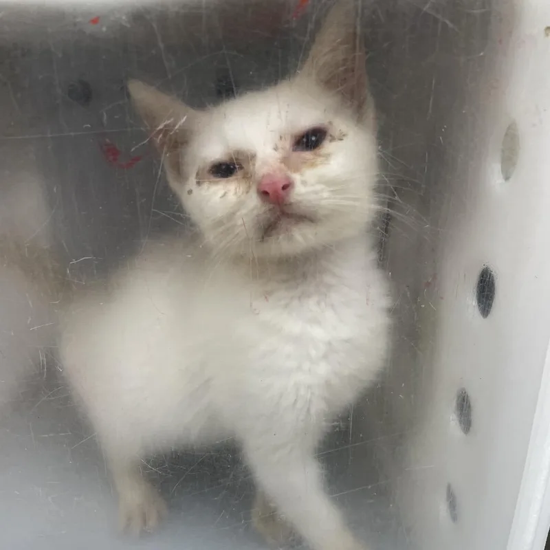 A baby small-sized male White Domestic Short Hair cat named Pickle Juice for adoption in Columbus, GA