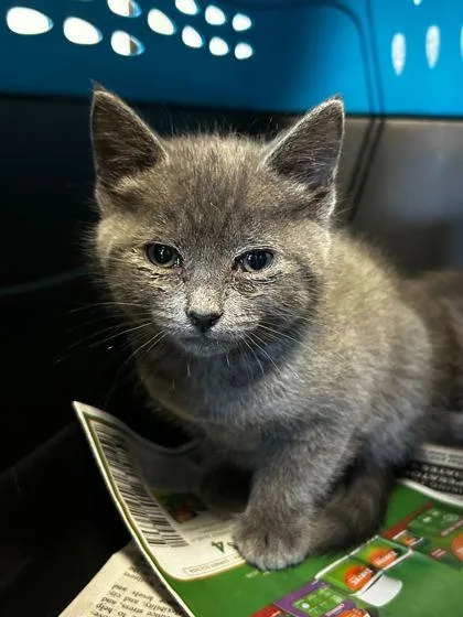 An adult small-sized female Domestic Short Hair cat named Hidrangea for adoption in Spruce Pine, NC