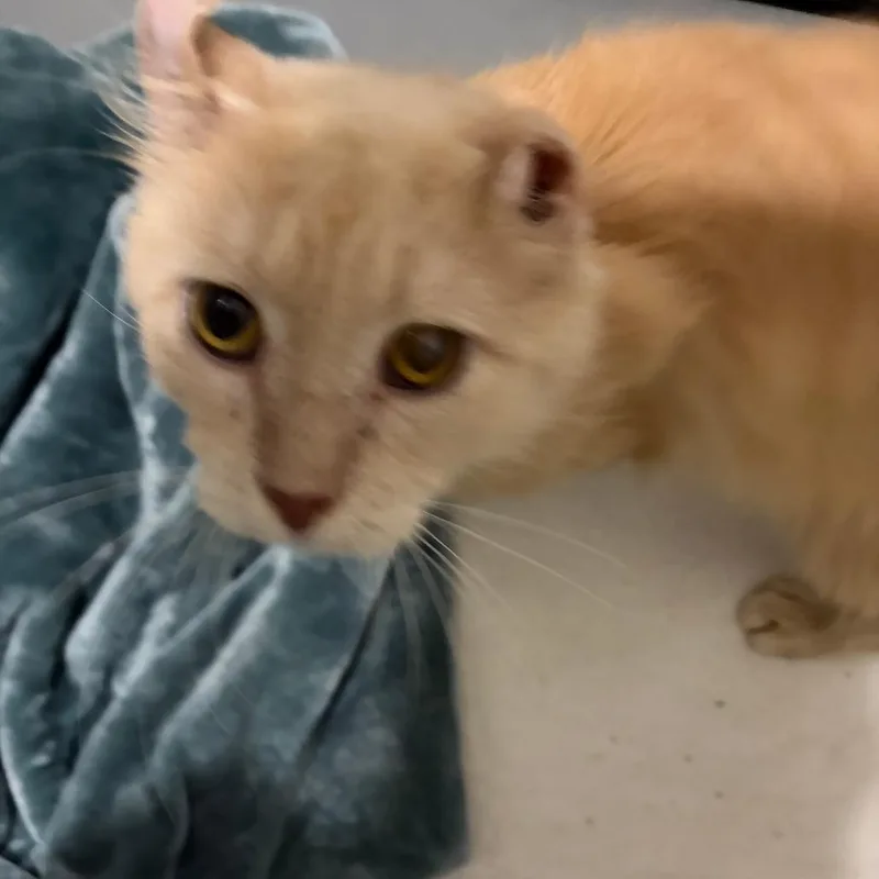 A young small-sized male Orange / Red Domestic Short Hair cat named Fennel for adoption in Chattanooga, TN