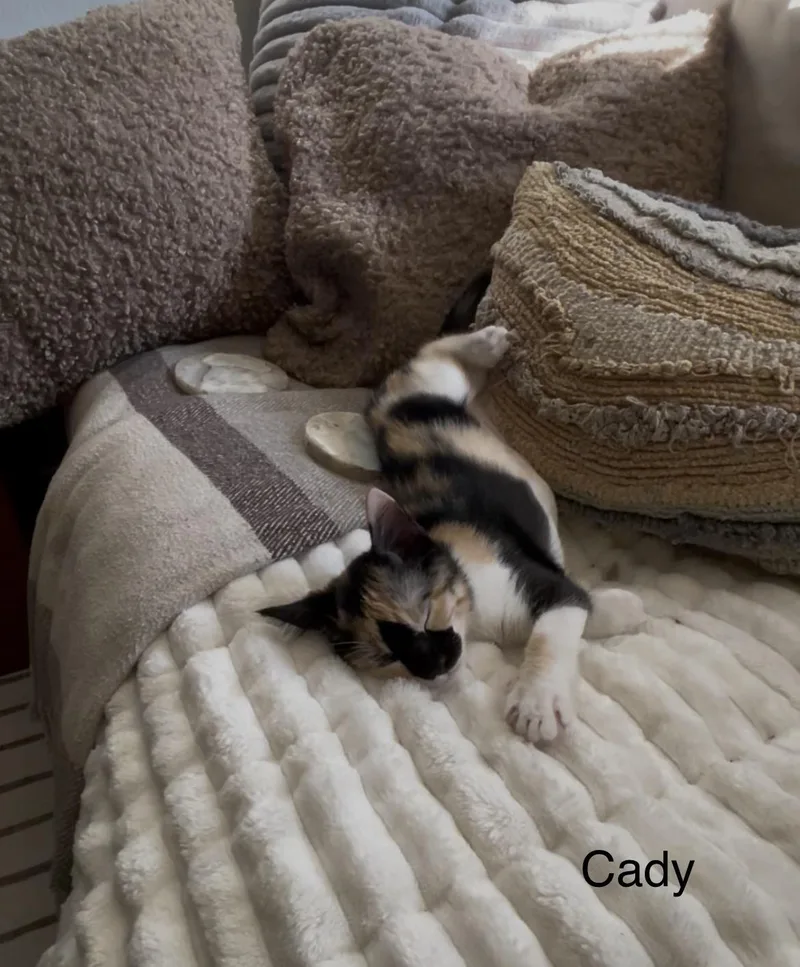 Cady thumbnail 4