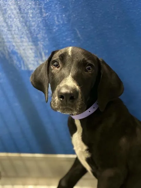 A baby small-sized female German Shorthaired Pointer dog named Minnie for adoption in Visalia, CA