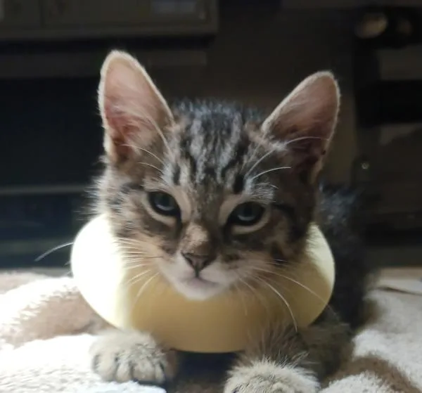 A baby small-sized male Domestic Medium Hair cat named Scooter for adoption in Oakland, CA