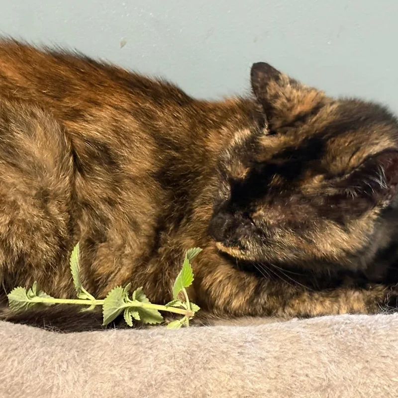 A senior small-sized female Tortoiseshell Domestic Short Hair cat named Paris for adoption in ATOKA, TN