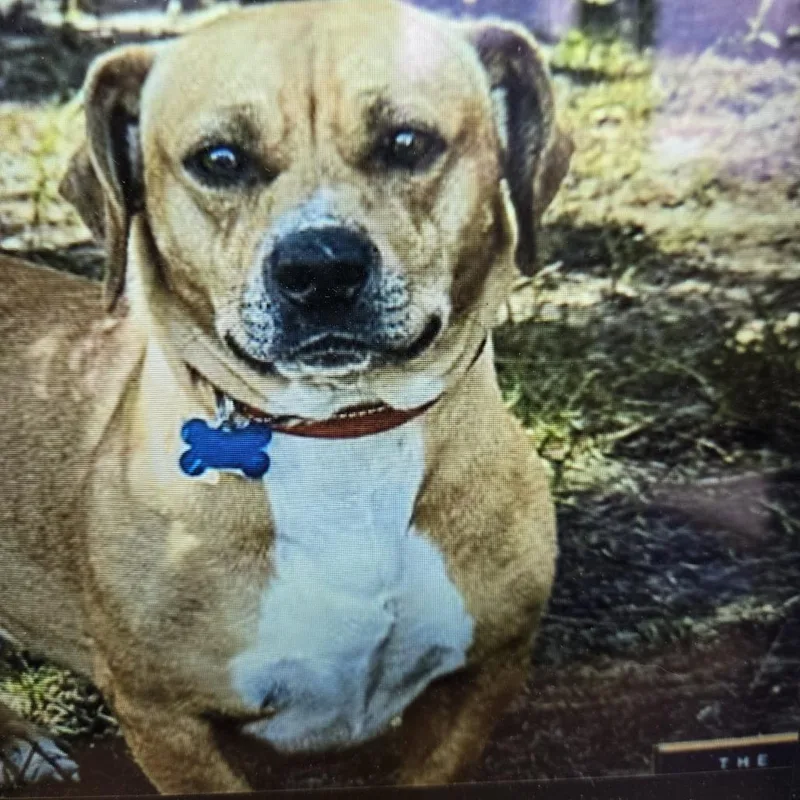 An adult medium-sized male Yellow / Tan / Blond / Fawn Corgi dog named Finn for adoption in Arlington Heights, IL