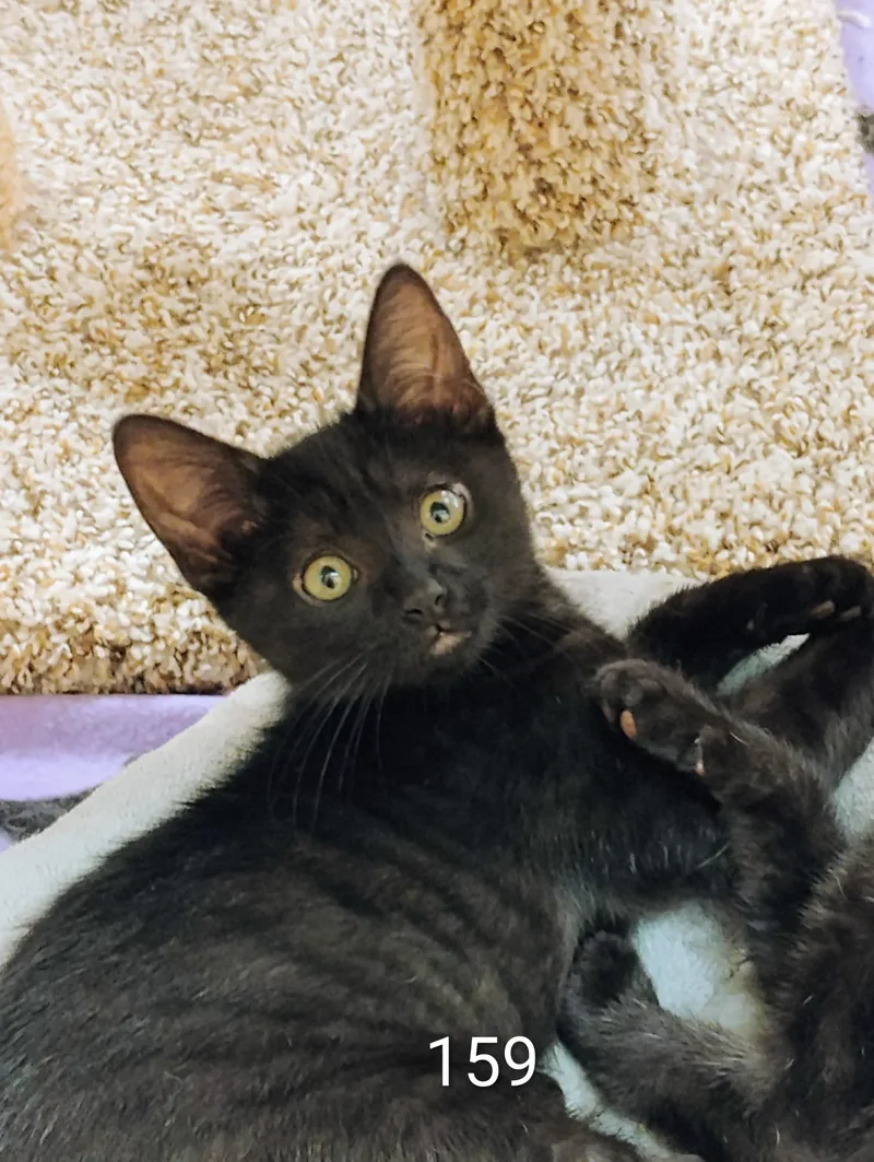 A young medium-sized male Black Domestic Short Hair cat named 159 for adoption in Williamsburg, VA
