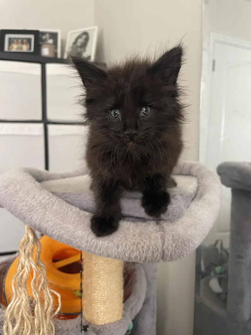 A baby small-sized female Domestic Long Hair cat named Stellaluna for adoption in Long Beach, CA