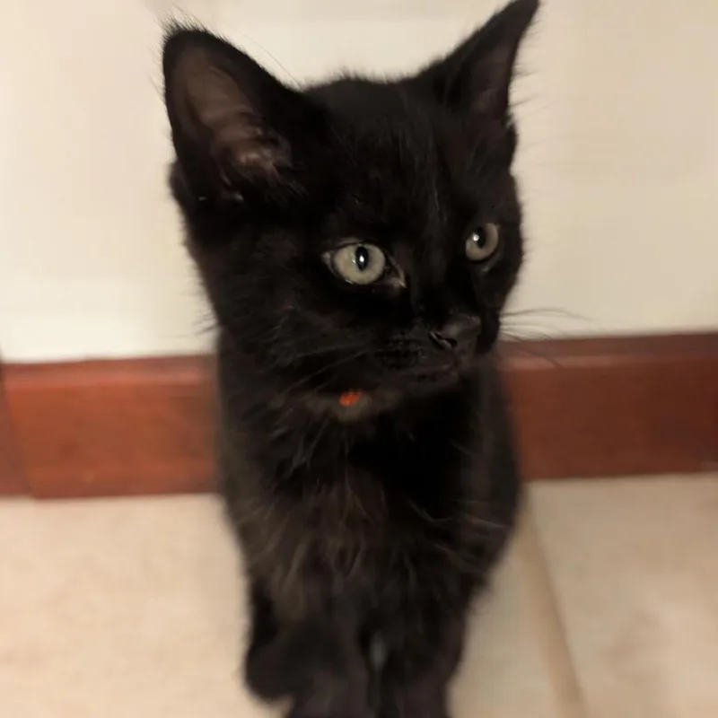 A baby small-sized female Black Domestic Short Hair cat named Yuriko Lady Purrstrike Oyama for adoption in Granville, OH