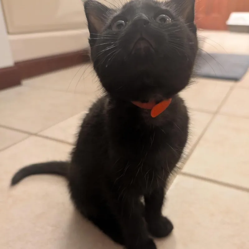 Yuriko Lady Purrstrike Oyama thumbnail 4