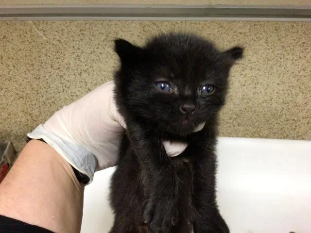 A young small-sized male Domestic Short Hair cat named A for adoption in Riverside, CA