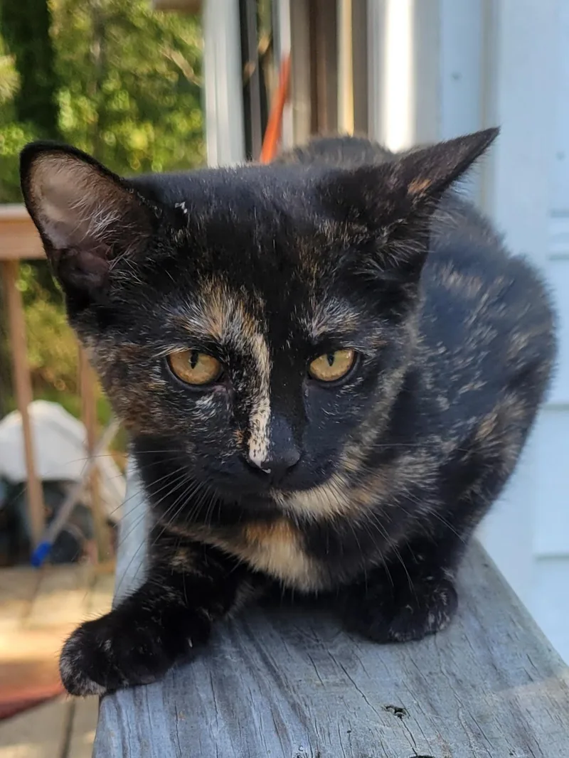 Nutmeg