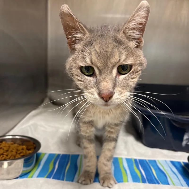 A senior small-sized female Gray / Blue / Silver Domestic Short Hair cat named Millie for adoption in Englewood, FL