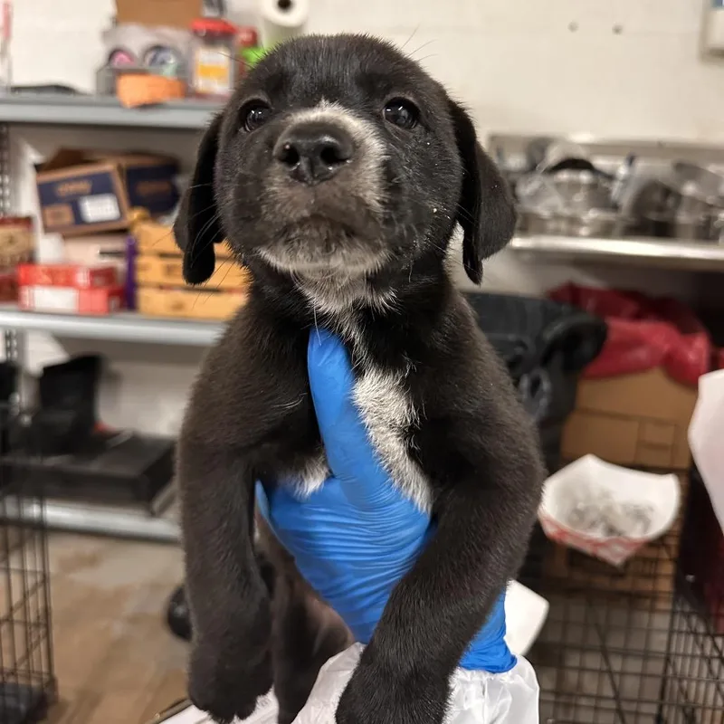 A baby medium-sized male Black Mixed Breed dog named Pete for adoption in Edinburg, TX