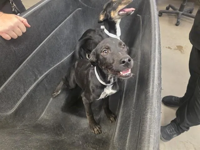 A young large-sized female German Shepherd Dog dog named Lottie for adoption in Phoenix, AZ
