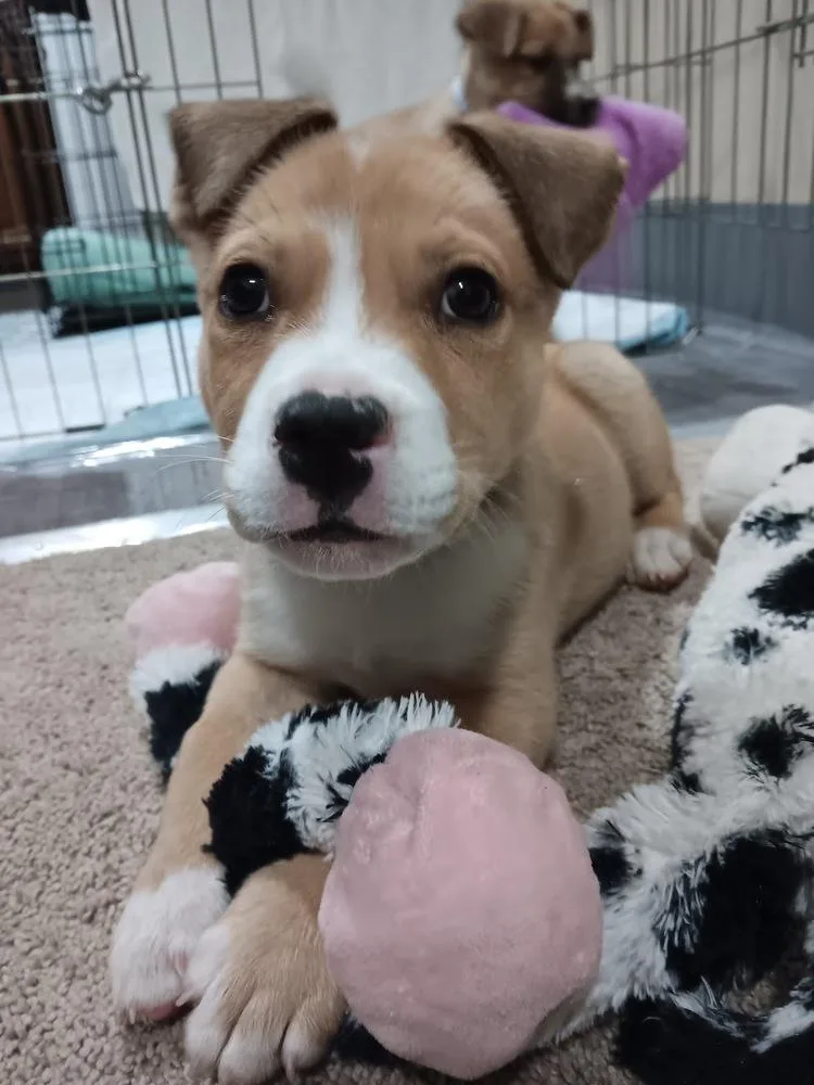 A baby large-sized male White / Cream Pit Bull Terrier dog named Kolache for adoption in Sedalia, CO