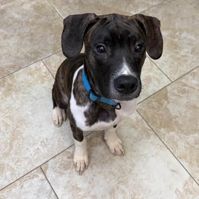 A young medium-sized male Brindle Mixed Breed dog named Aj for adoption in Galveston, TX