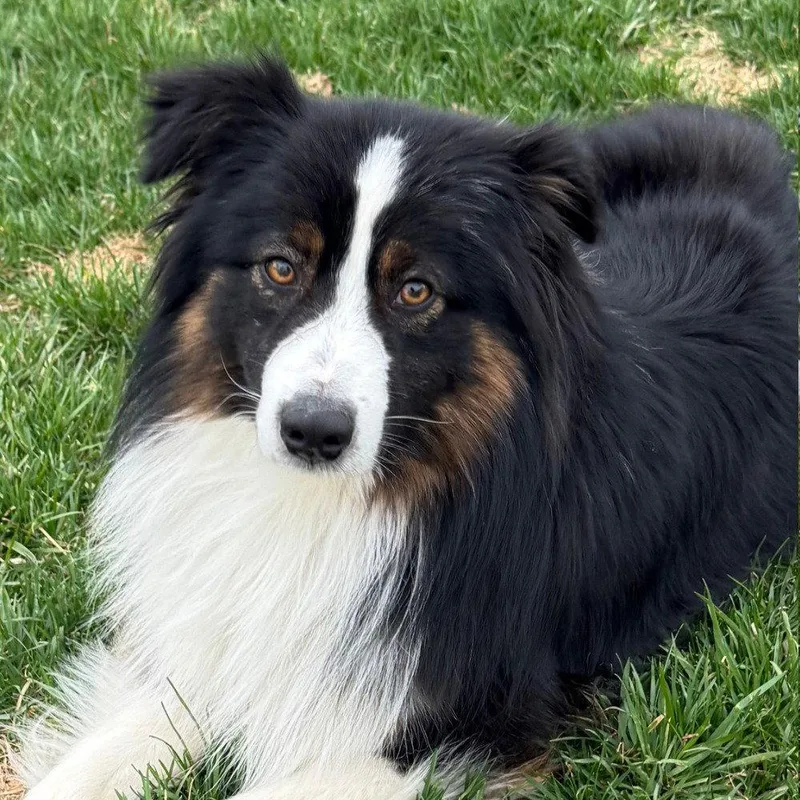 A young medium-sized male Australian Shepherd dog named Pogo for adoption in Bloomfield, CT