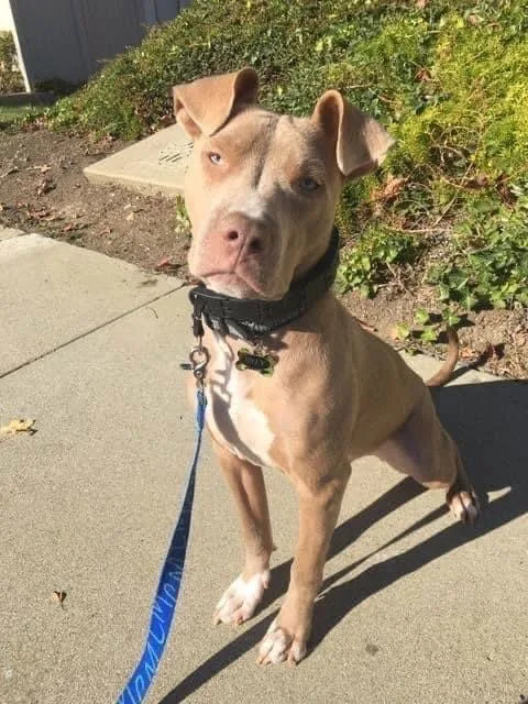 Riley Aka Harry thumbnail 3