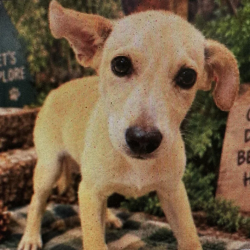 A baby medium-sized male Yellow / Tan / Blond / Fawn Labrador Retriever dog named Barley  Local October for adoption in Brookshire, TX