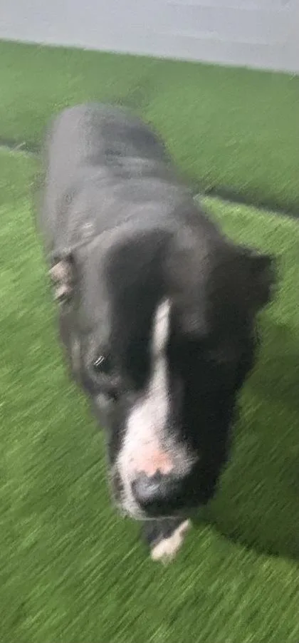 An adult medium-sized female Mixed Breed dog named Mini for adoption in West Chester, PA