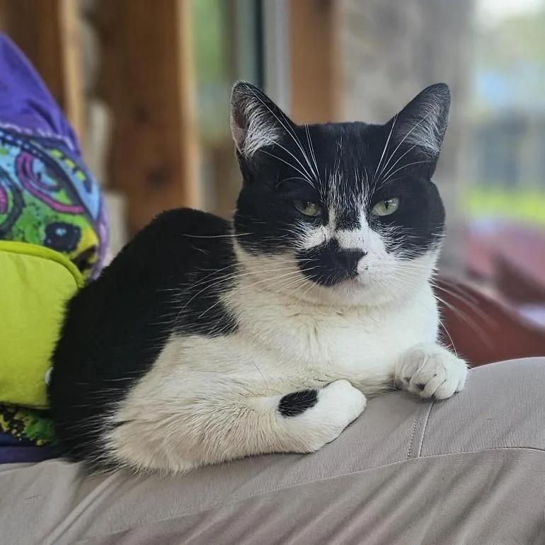 An adult medium-sized male Domestic Short Hair cat named Mr. Moo for adoption in Cumming, GA