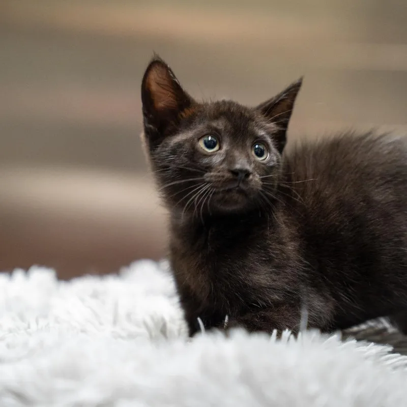 A baby small-sized female Black Domestic Short Hair cat named Tala for adoption in Gainesville, GA