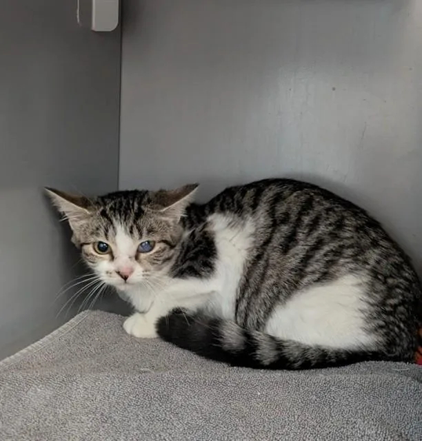 A baby medium-sized female Domestic Short Hair cat named Salma for adoption in Leesburg, VA