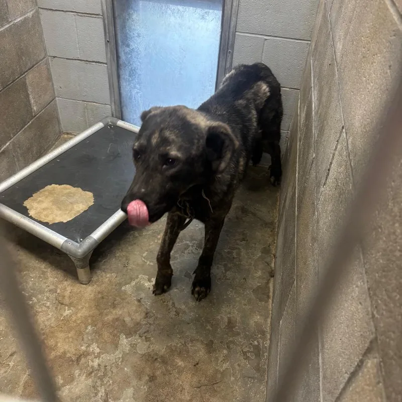 An adult large-sized male Brown / Chocolate German Shepherd Dog dog named Hazard for adoption in Brookfield, MO
