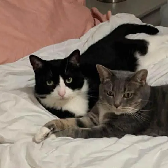 An adult small-sized male Black Domestic Short Hair cat named Oreo for adoption in Springboro, OH