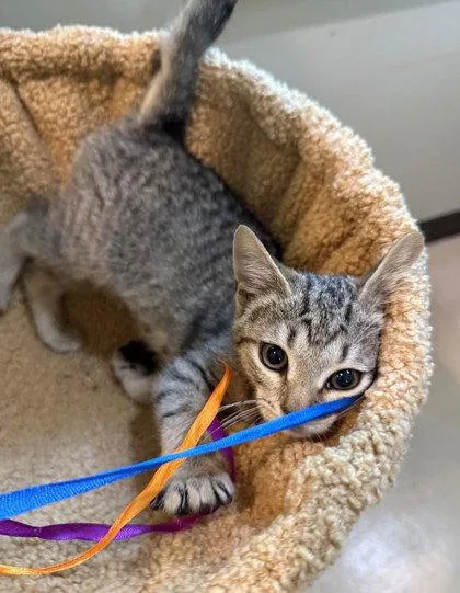 A young small-sized female Gray / Blue / Silver Domestic Short Hair cat named Zooble for adoption in Midland, VA