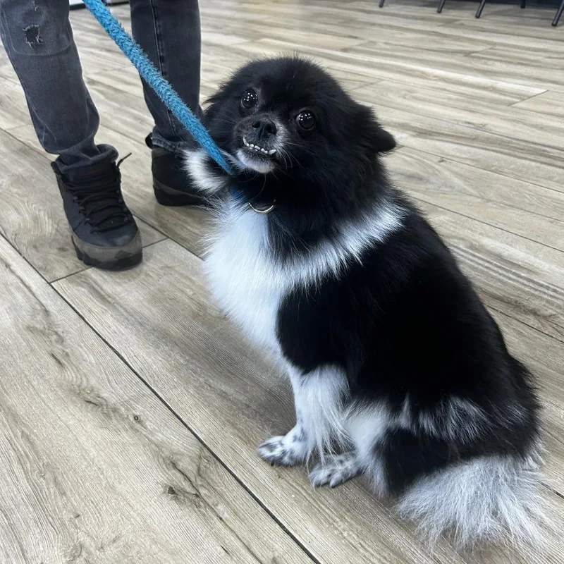A young small-sized female Pomeranian dog named Fluffy for adoption in Newark, NJ