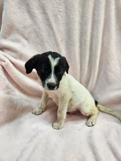 A baby small-sized male Mixed Breed dog named Cotton Candy for adoption in West Chester, PA