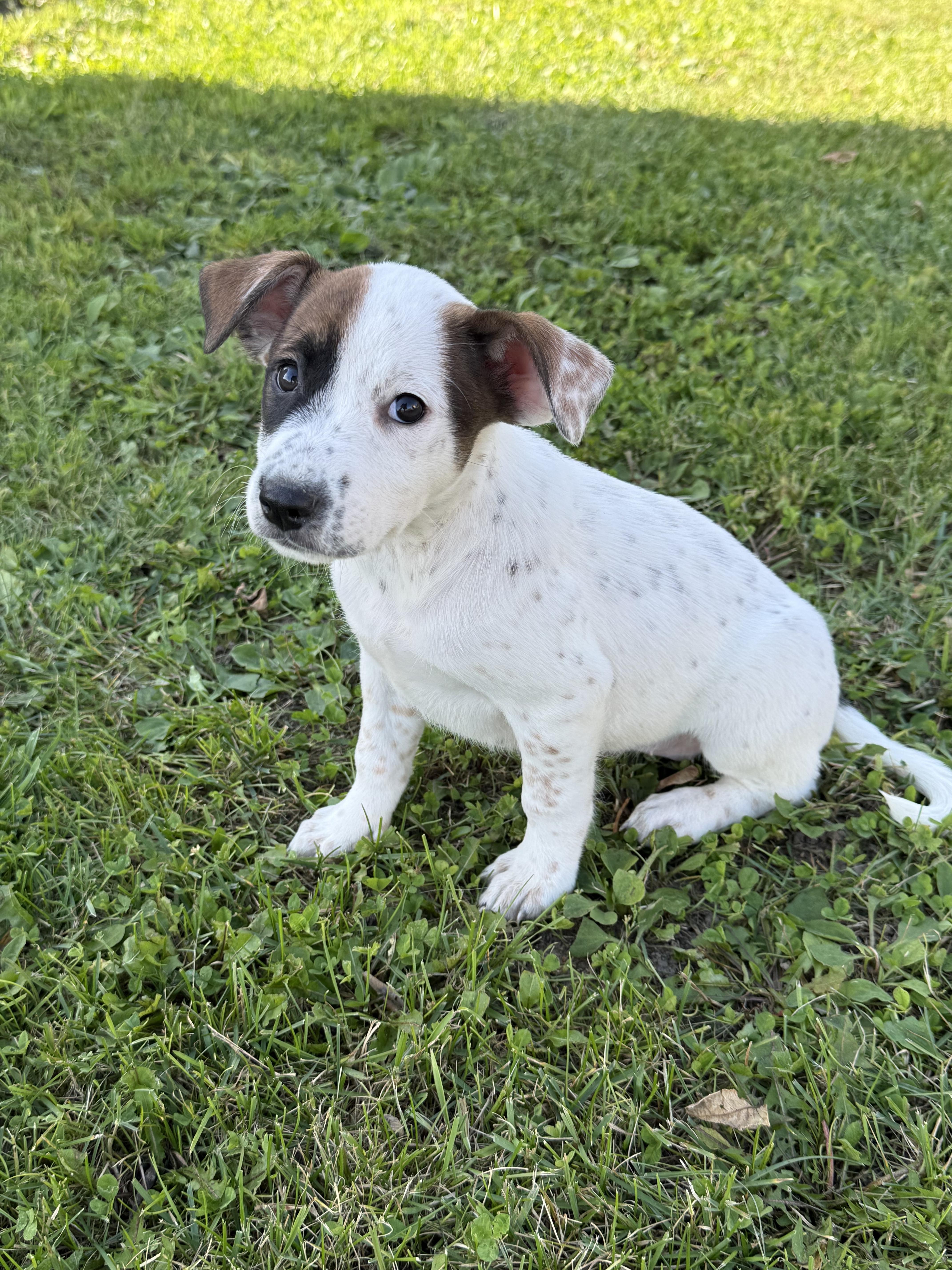A baby medium-sized female Mixed Breed dog named Tiffany for adoption in Iron Ridge, WI