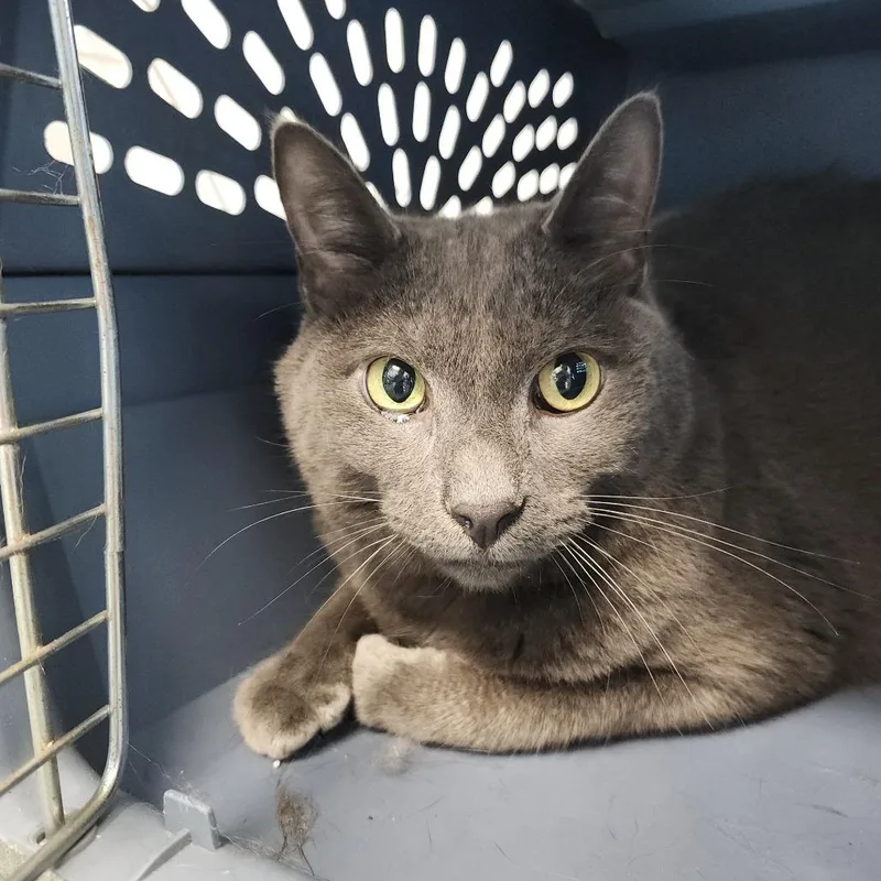 An adult large-sized male Gray / Blue / Silver Domestic Short Hair cat named Mario for adoption in Clearwater, FL