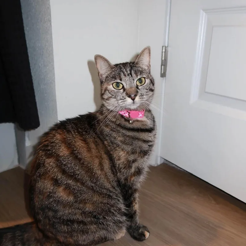 Coco & Cleo thumbnail 2