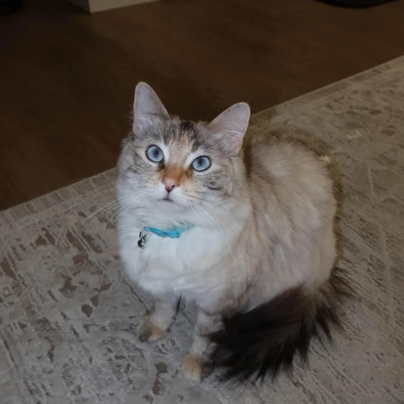 Coco & Cleo thumbnail 3