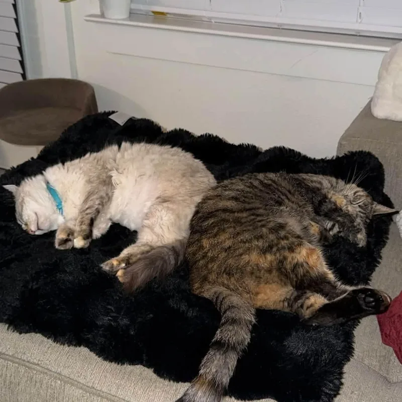 Coco & Cleo thumbnail 4