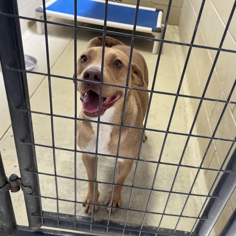 An adult large-sized female Golden Pit Bull Terrier dog named Honey Boo Boo for adoption in Clarksville, VA