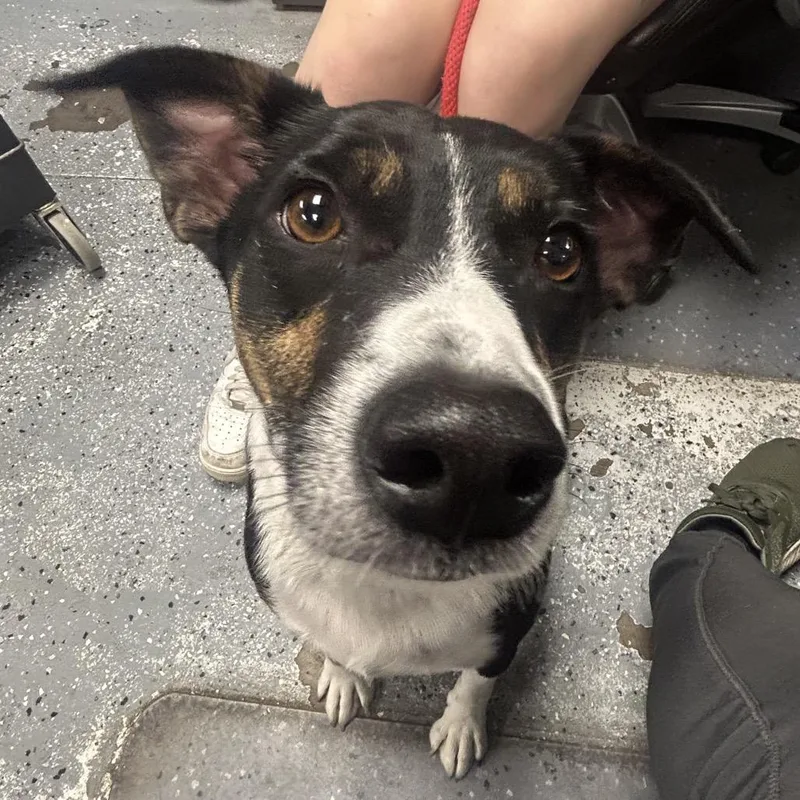 An adult medium-sized male Cattle Dog dog named Pop Tart for adoption in St Joseph, MO