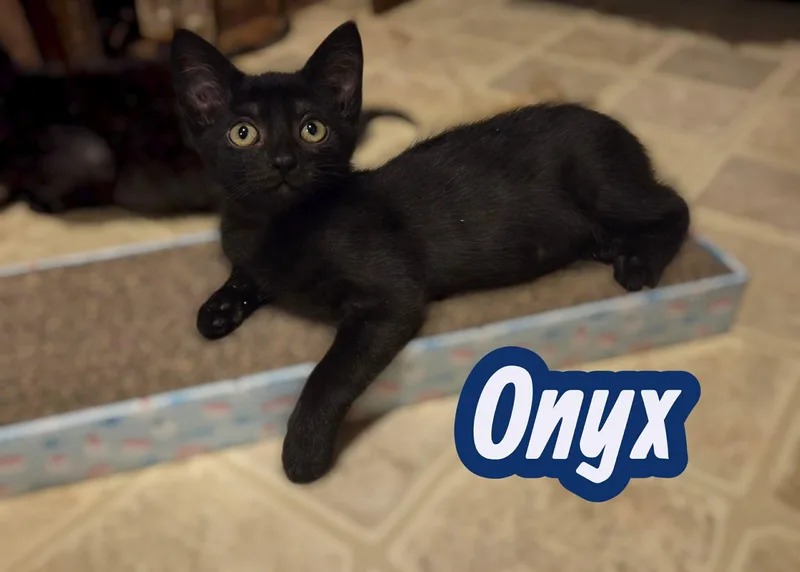 A baby medium-sized male Domestic Short Hair cat named Onyx for adoption in Okemah, OK