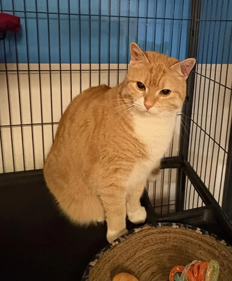 An adult large-sized female Orange & White Domestic Short Hair cat named Annie for adoption in Monticello, IL