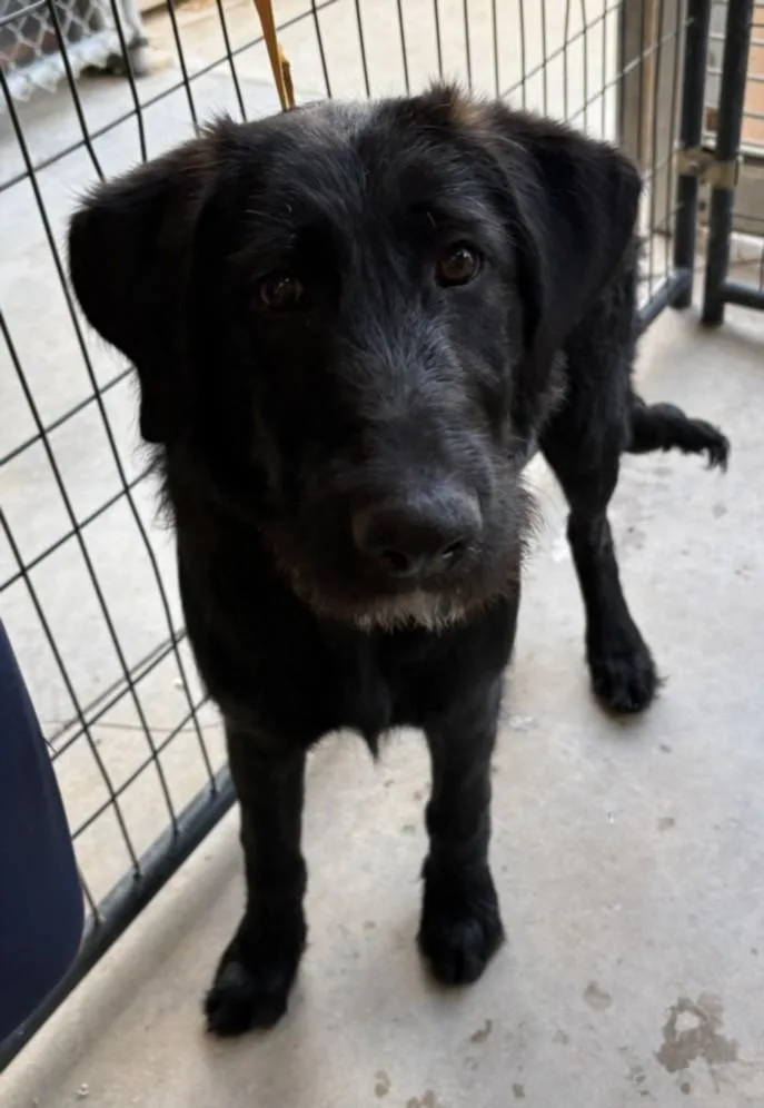 A young medium-sized male Labrador Retriever dog named A for adoption in Olivehurst, CA