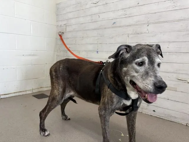 A senior large-sized female Pit Bull Terrier dog named Kyla for adoption in San Bernardino, CA