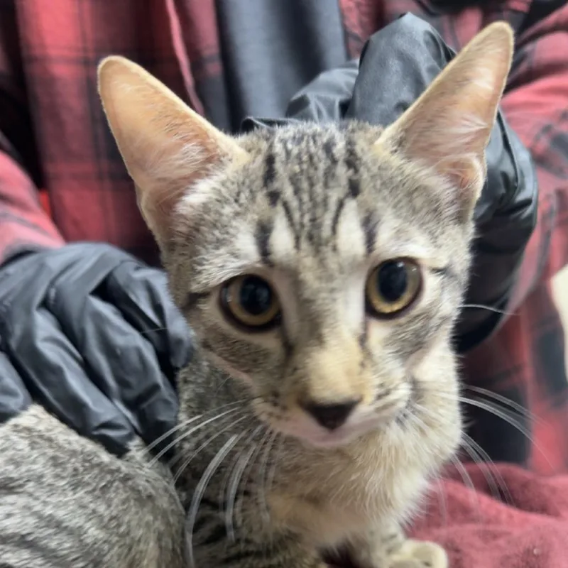 A baby small-sized female Brown / Chocolate Domestic Short Hair cat named Ginny for adoption in Lakewood, CO
