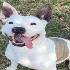 An adult medium-sized female White / Cream Mixed Breed dog named Odessa for adoption in Webster, TX