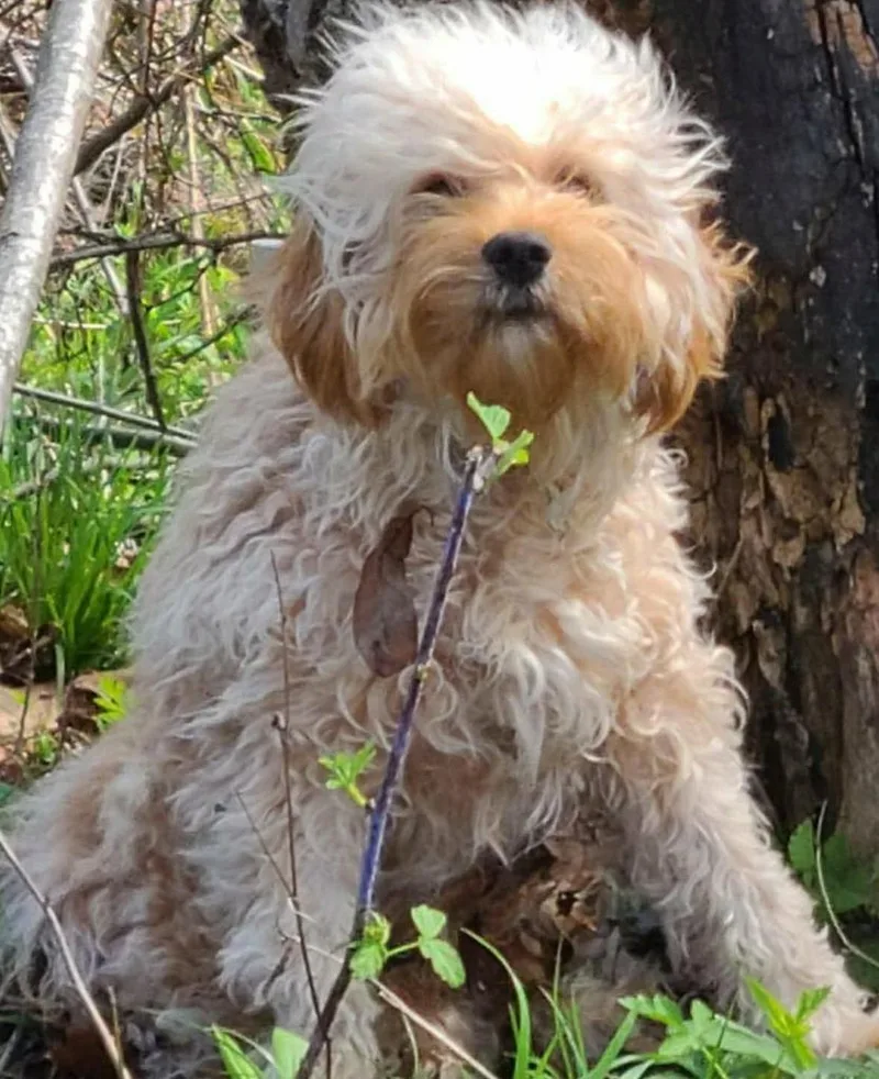 A baby small-sized male Poodle dog named Rocky for adoption in Hillsdale, IN