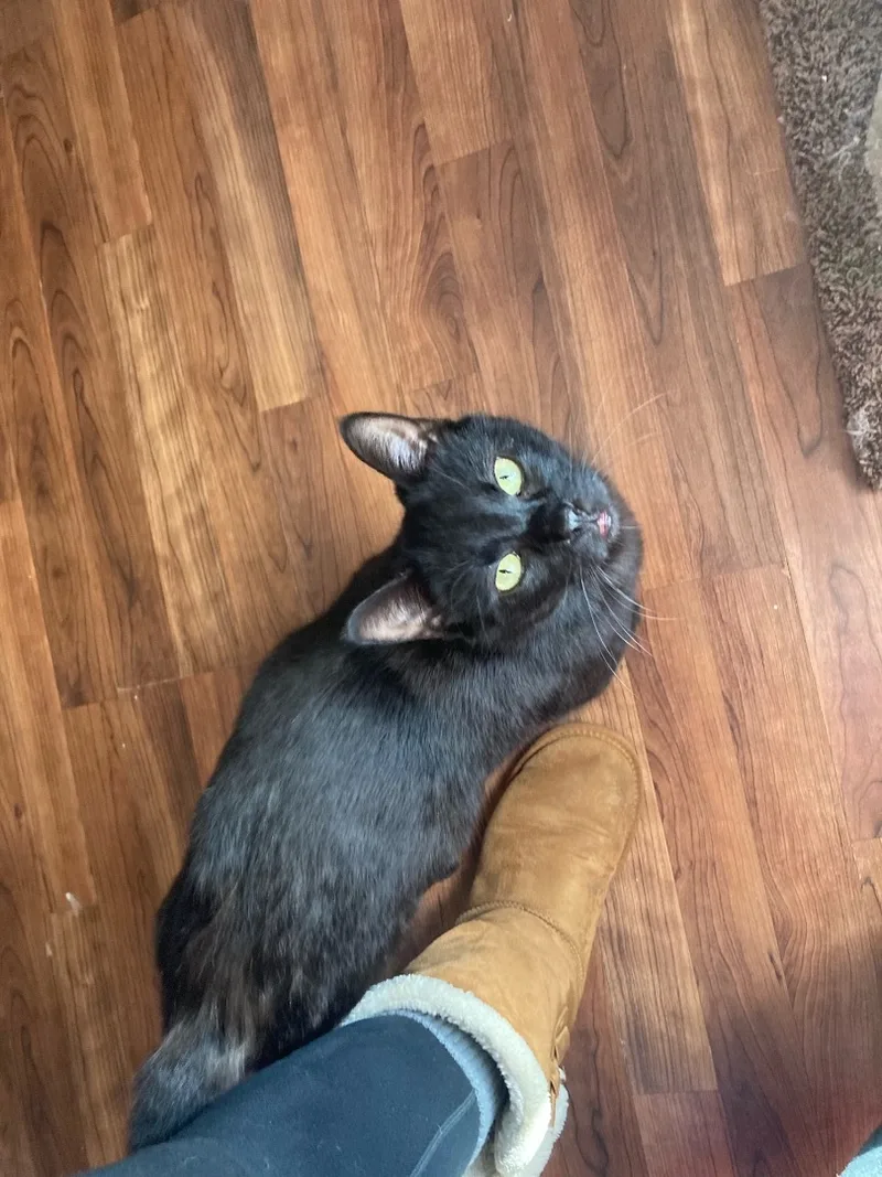 A young medium-sized male Black Domestic Short Hair cat named Enzo for adoption in Broken Arrow, OK
